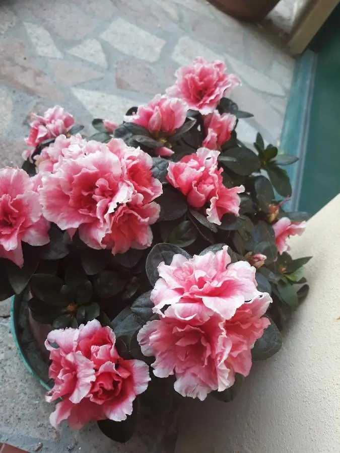 B&B Peverello Castelnuovo Magra