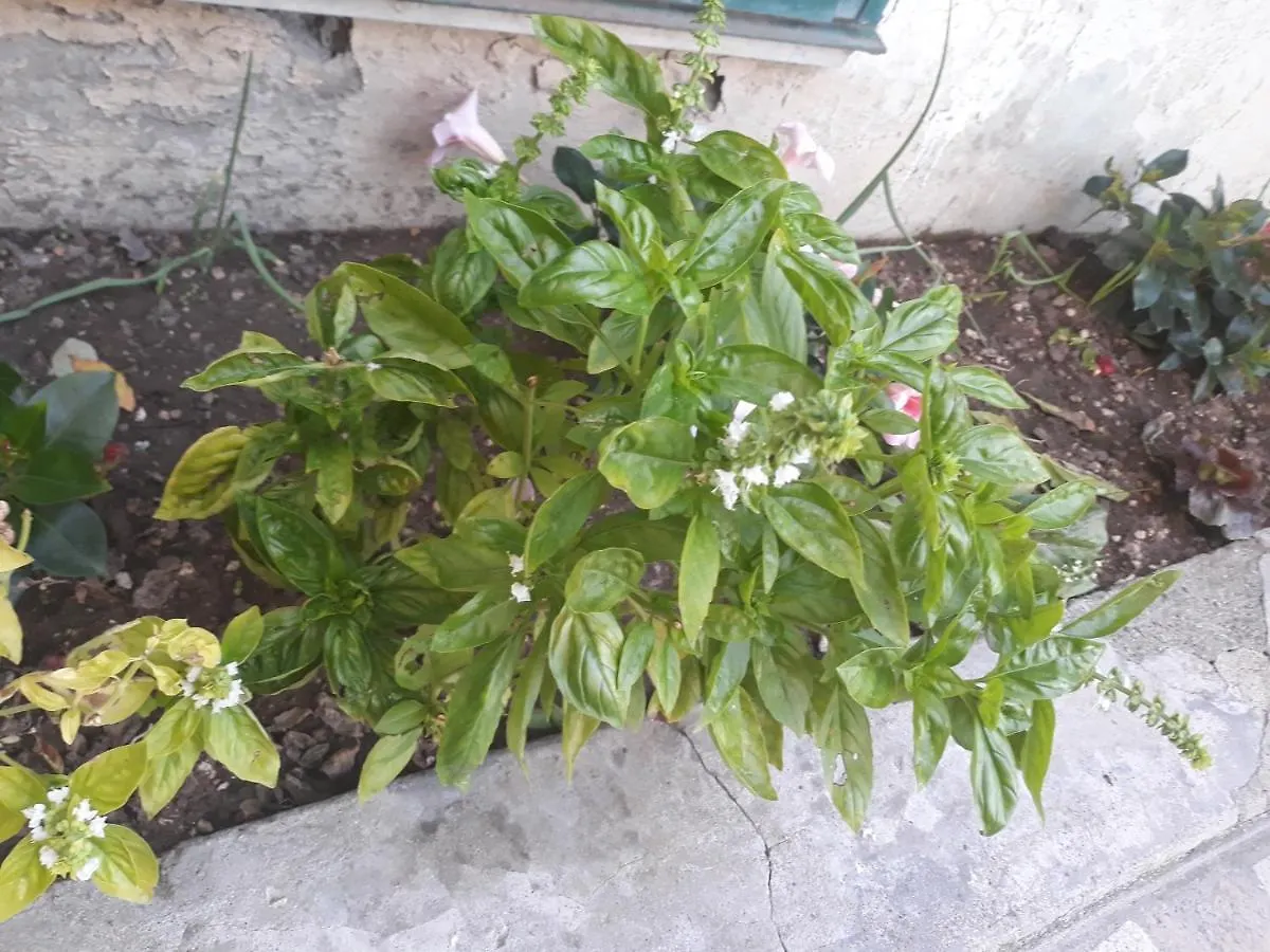 B&B Peverello Castelnuovo Magra Italy